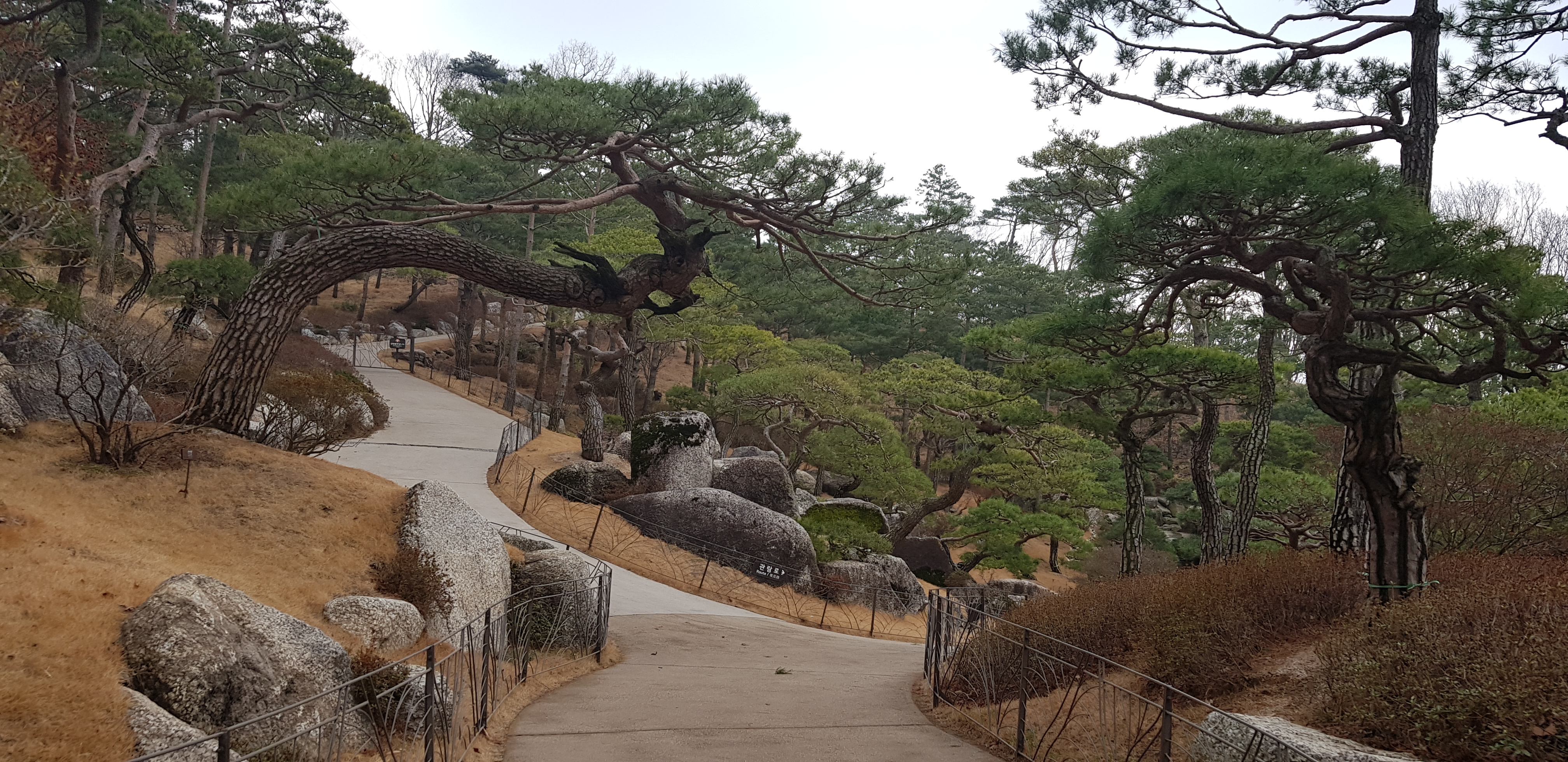 소나무