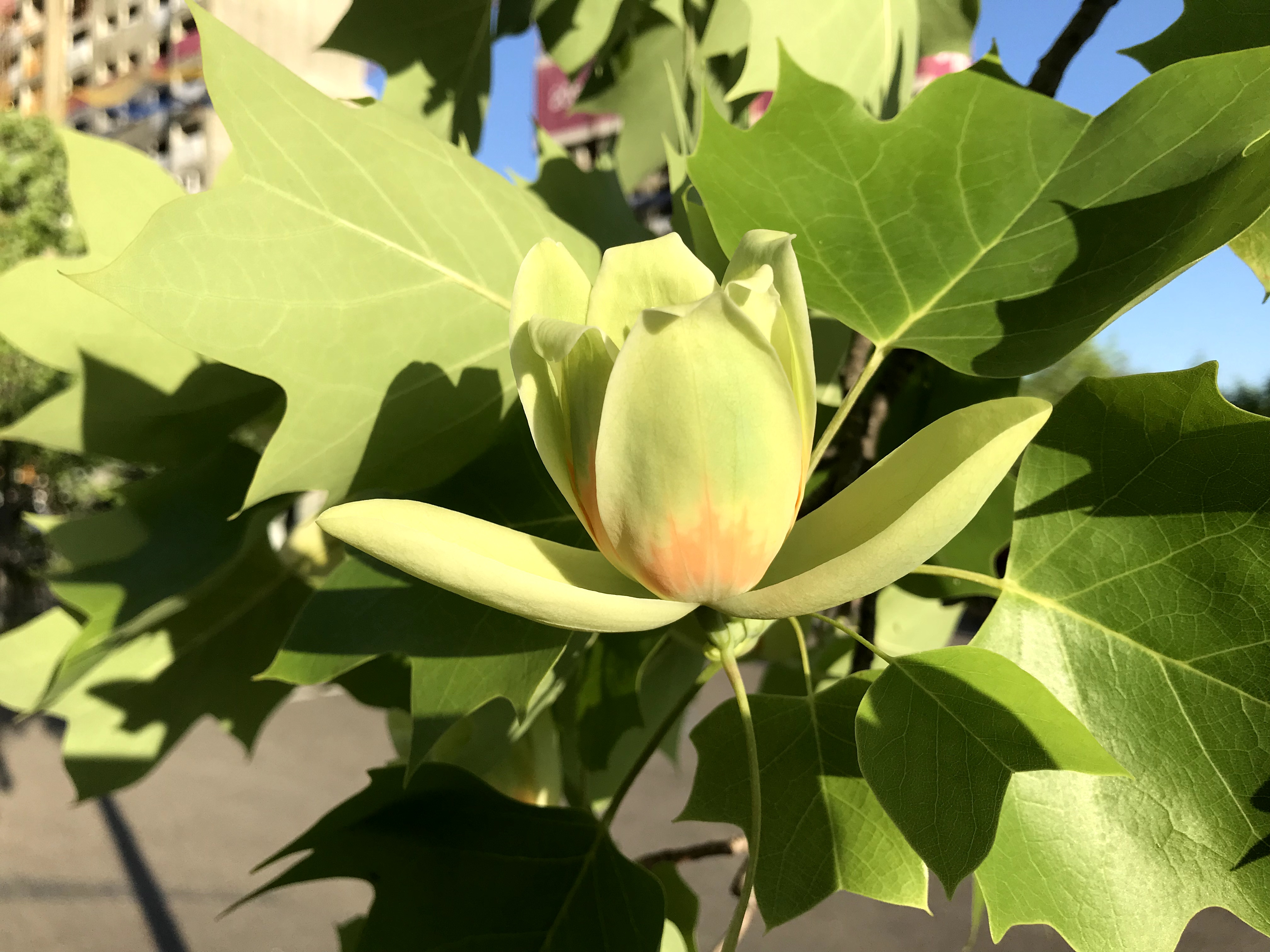 백합나무1