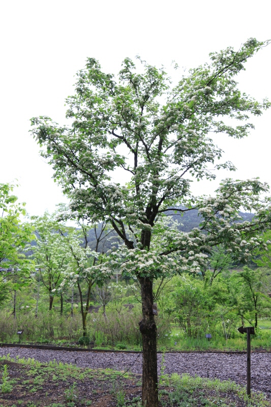 산사나무1