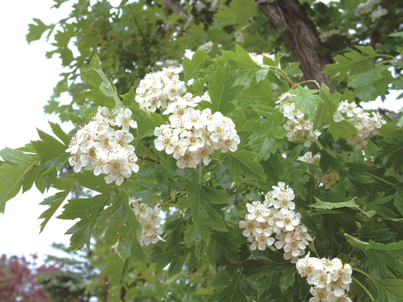 산사나무2